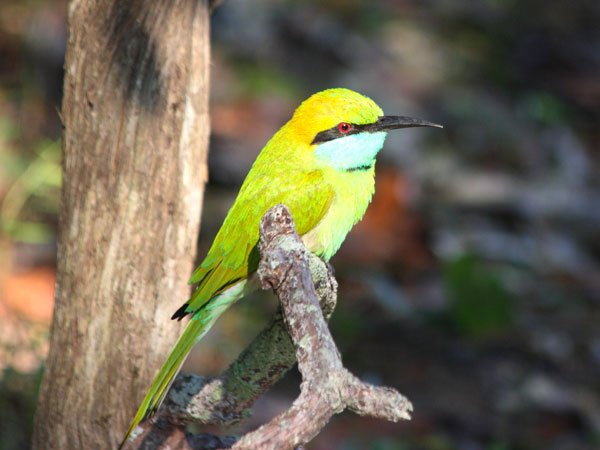 Bird Full Day Safari Without Guide