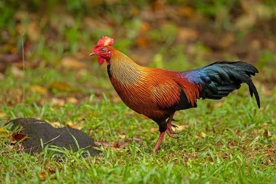 Bird Full Day Safari With Guide