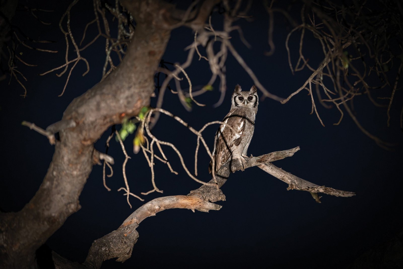 Night Safari With Guide
